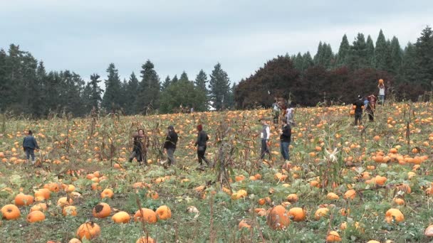 Menschen Gehen Oregon Auf Große Kürbisfelder Ihren Perfekten Halloween Kürbis — Stockvideo