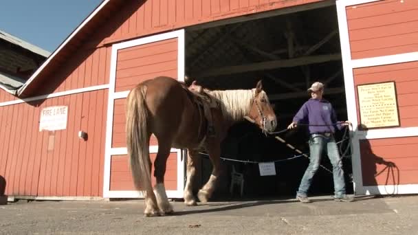 Mulher Caminha Estábulo Com Seu Cavalo Para Dar Passeio Yakima — Vídeo de Stock