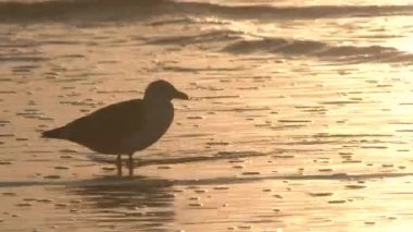 Pasifik kıyılarından bir martı Oregon sahilinde akşam yemeğini buldu..