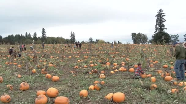 家族はハロウィーンのための完璧なカボチャを見つけるためにオレゴン州の巨大なカボチャのパッチに集まります — ストック動画