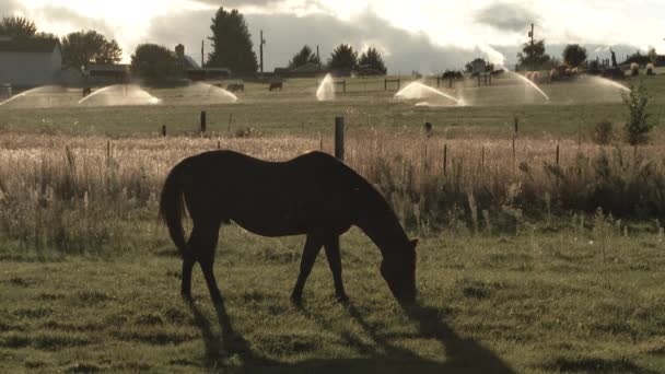 Cavalo Alimentando Vegetação Fresca Washington Pasto — Vídeo de Stock