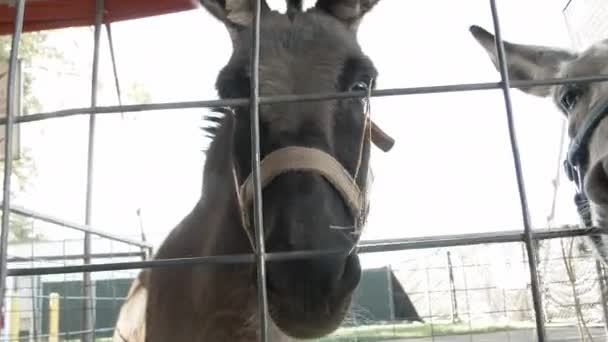 在雅基马的华盛顿州博览会上 两只驴在爱抚动物园里对吵吵嚷嚷的动物做出了滑稽的表情和反应 — 图库视频影像