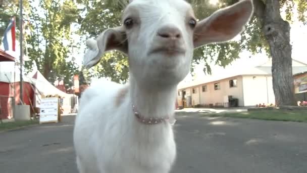 Una Adorable Cabrita Blanca Deambula Por Recinto Ferial Feria Estatal — Vídeo de stock