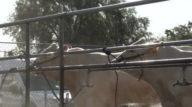 Çiftlik sahibi Washington 'daki çiftlikte sığırları hortumla ıslatıyor..