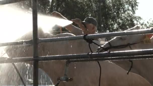 华盛顿农场的农场主用软管喷灌牛群 — 图库视频影像