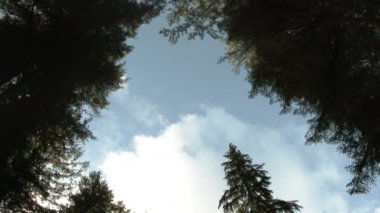 Uzun orman ağaçları tarafından çerçevelenmiş bulutlar gökyüzüne yükselen dumanla birlikte geçer, 4K 'da zaman aşımı olur..