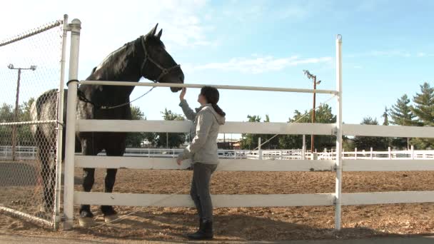 Μοντέλο Κυκλοφόρησε Γυναίκα Κατοικίδια Ζώα Μεγάλο Μαύρο Άλογο Percheron Στο — Αρχείο Βίντεο