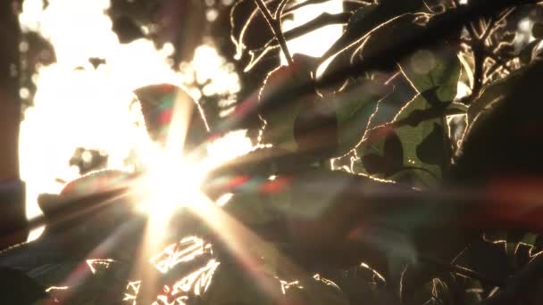 Ήλιος Λάμπει Μέσα Από Οπωροφόρα Δέντρα Νωρίς Πρωί Του Καλοκαιριού — Αρχείο Βίντεο