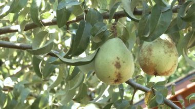 İnsan ağaçtan taze bir armut koparır..