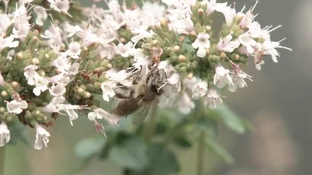 Primer Plano Abejas Polinizando Flores Orégano Jardín Capturadas — Vídeo de stock