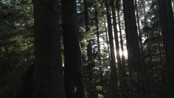 Rook Reist Door Weelderige Washington Bos Bomen Bij Zonsondergang Time — Stockvideo