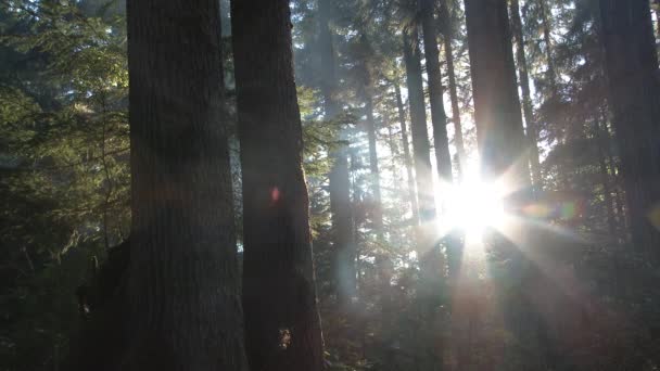Fumaça Viaja Através Árvores Exuberantes Floresta Washington Pôr Sol Cênica — Vídeo de Stock