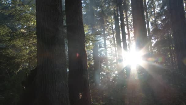 Fumo Viaggia Attraverso Lussureggianti Alberi Della Foresta Washington Tramonto Panoramico — Video Stock