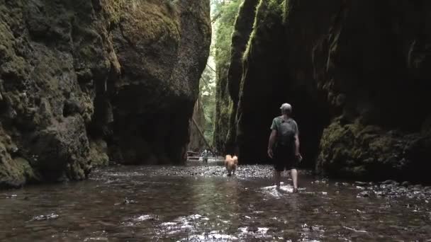 Orang Dengan Anjingnya Berjalan Melalui Indah Oneonta Gorge Pasifik Barat — Stok Video