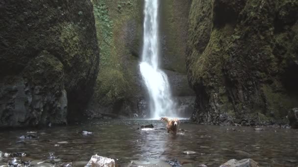 太平洋岸北西部 オレゴン州のオネタ渓谷の滝でリフレッシュスイムを楽しむゴールデンレトリバー — ストック動画