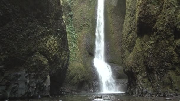 幸せな黄金の取得者は 太平洋岸北西部 オレゴン州のOneonta渓谷の滝でさわやかな泳ぐために行きます — ストック動画