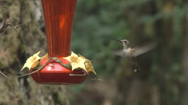 Een Kolibrie Vindt Een Volle Voeder Krijgt Een Goed Drankje — Stockvideo