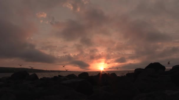 Möwenschwärme Fliegen Vorbei Und Rufen Über Den Lake Superior Duluth — Stockvideo