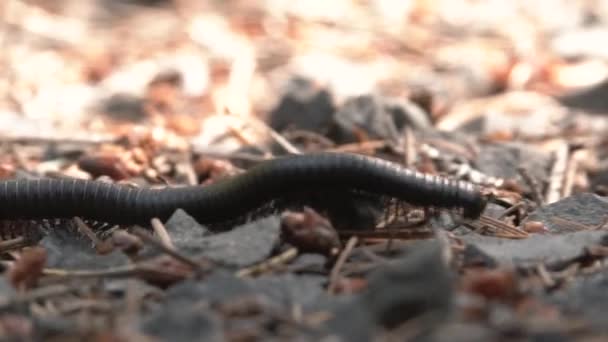 Short Clip Series Giant Millipede Crossing Forest Floor Washington State — Stock Video