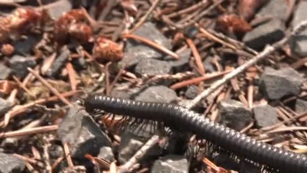 Close Giant Millipede Crossing Forest Floor Washington State — Stock Video