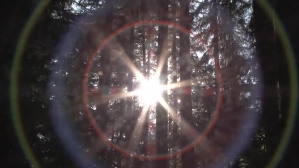 Fotoaparát Přiblížit Oddálit Slunci Lese Efektem Barevného Spektra Plný Bílý — Stock video