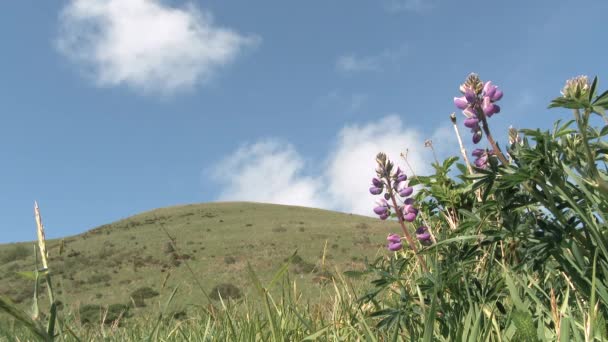 Fluffy White Clouds Pass Blue Sky Grassy Hill Spring Flowers — Wideo stockowe