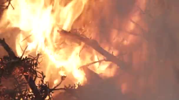 Närbild Lågor Brinner Rasande Eld — Stockvideo