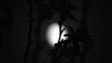 Gece gökyüzünde ağaç yapraklarından parlak dolunaya kadar odaklan.