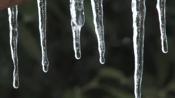 Νερό Στάζει Από Παγοκύστες Καθώς Θερμοκρασίες Αρχίζουν Ζεσταίνονται Στο Πόρτλαντ — Αρχείο Βίντεο