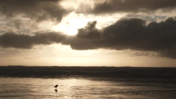 Одна Одинокая Птица Взлетает Песчаного Пляжа Побережье Орегона Время Заката — стоковое видео