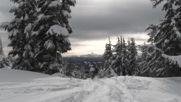 2人のスノーボーダーが雪の後 オレゴン州のフッド山の木を通して新鮮な粉を見つけます — ストック動画