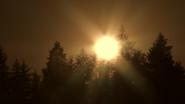 Sol Cai Atrás Árvores Altas Floresta Noite Azul Estranha Céu — Vídeo de Stock