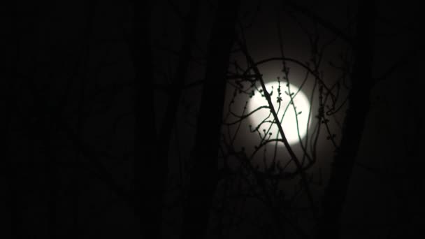 4K Gros plan de la pleine lune se levant derrière l'arbre par nuit sombre et nuageuse avec mise au point rack .
