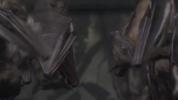 Gruppo Pipistrelli Appendere Fuori Causando Problemi — Video Stock