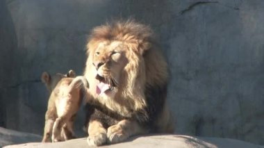 Yetişkin erkek aslan, iki sevimli ve enerjik yavrusuna üstünlük ve sevgi gösteriyor..