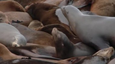 Deniz aslanları korunan bölgede, Astoria, Oregon 'da liman bölgesi için savaşır..