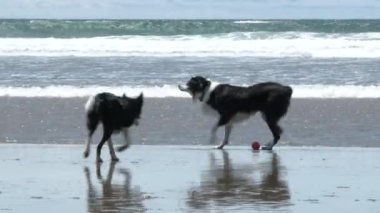 Oregon sahilinde okyanusta oynayan iki köpek..