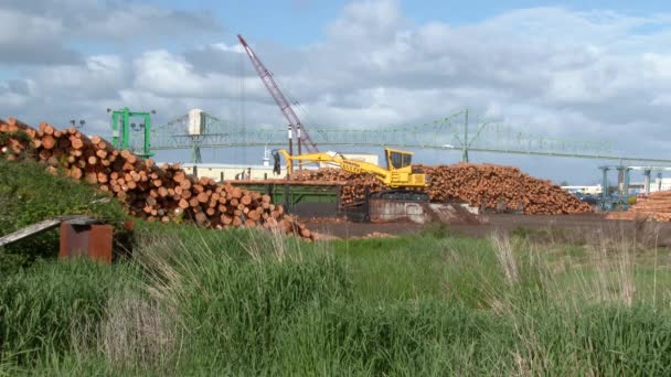 Świeże Wycięte Drzewa Ułożone Wysoko Przy Wyrębie Terenów Przemysłowych Astoria — Wideo stockowe