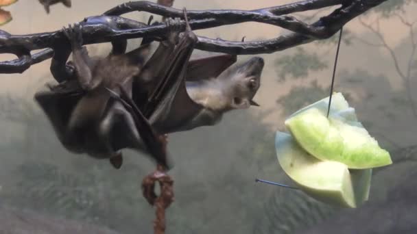 Beslenme Saatinde Hayvanat Bahçesinde Meyve Yarasaları — Stok video