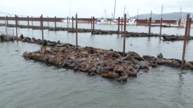 Yüzlerce fok Astoria, Oregon 'daki tekne iskelesine sığındı..