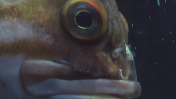 Nahaufnahme Aus Dem Auge Eines Kanarischen Steinfisches — Stockvideo