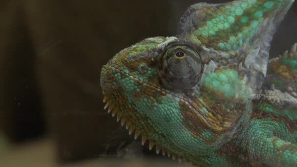 Zavřít Chameleoní Hlavu Oči — Stock video