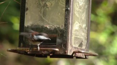Washington 'da kuş yemliğinde ayçekirdeği yiyen küçük aç tavuklara yaklaşıyoruz..