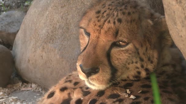Close Adult Cheetah Resting Sunny Day — Stock Video