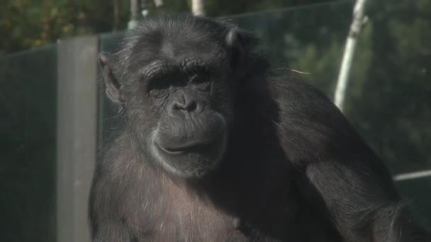 在俄勒冈州动物园里 黑猩猩正在吃一些蔬菜 — 图库视频影像