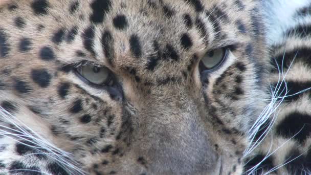 Крупным Планом Редкий Амурский Леопард Отдыхает — стоковое видео