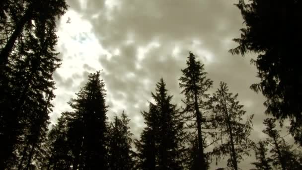 太平洋岸北西部 オレゴン州の森の木々に輝く太陽と曇りの空の時間の経過 — ストック動画