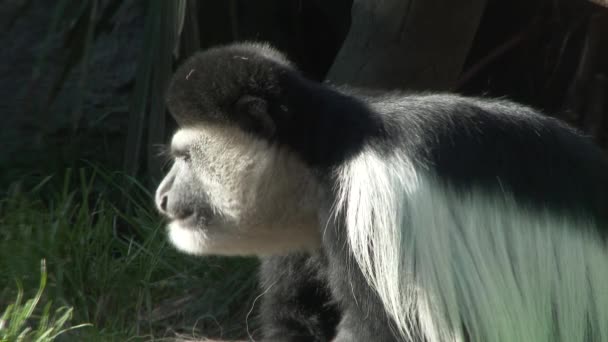 Mono Colobo Blanco Negro Tomando Aperitivo Cerca — Vídeos de Stock