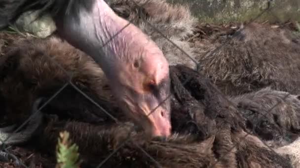 Grande California Condor Cattività Che Nutre Carcasse Animali — Video Stock