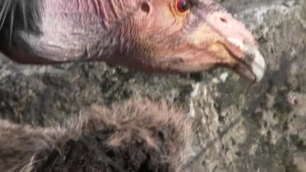 Wielki Kondor Kalifornijski Niewoli Żywiący Się Padliną Zwierzęcą — Wideo stockowe
